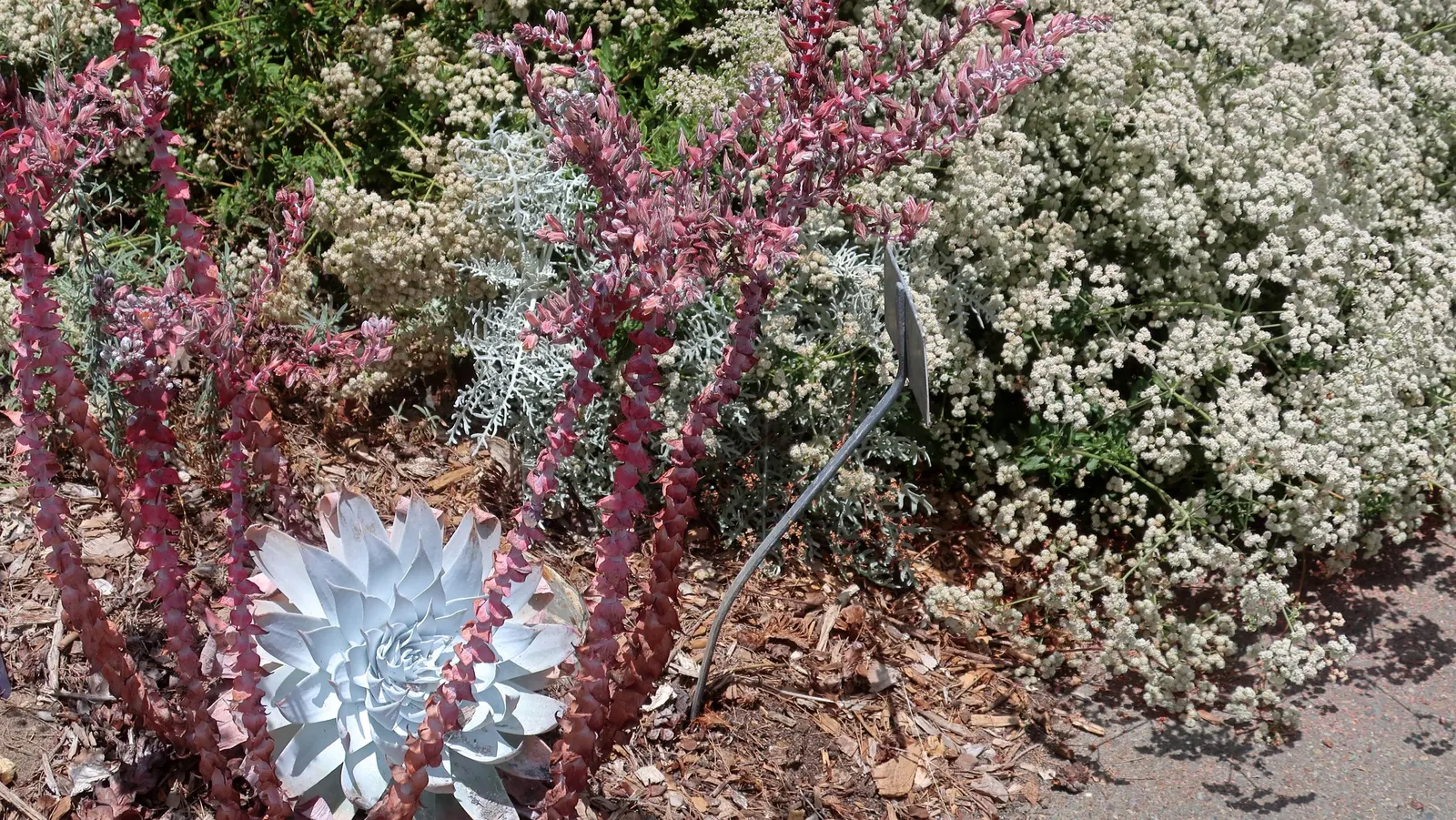 San Diego Dudleya (Dudleya Edulis) — it serves as a habitat-friendly option for attracting pollinators like bees and butterflies
