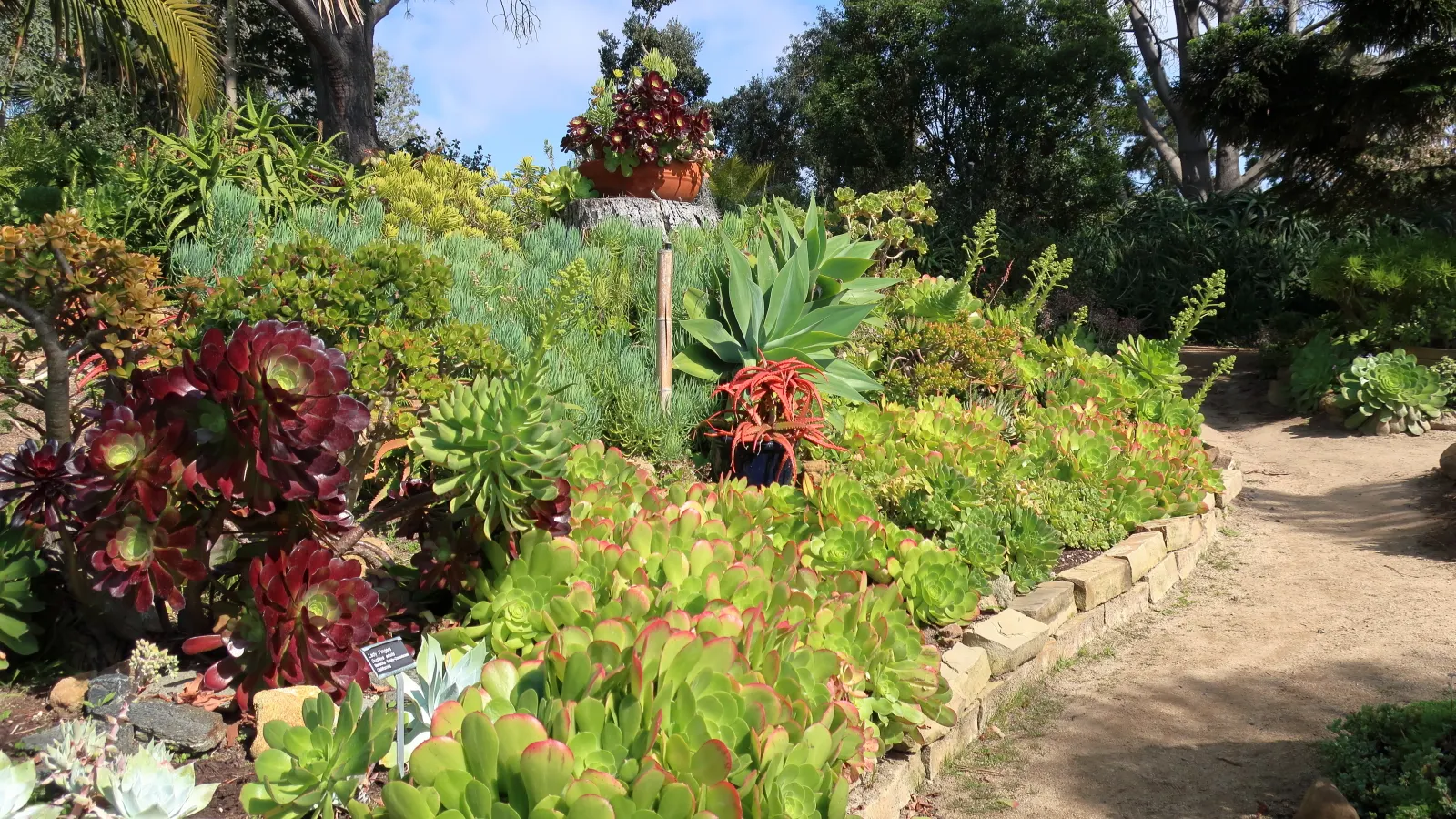 San Diego Dudleya (Dudleya Edulis) — emanating a glaucous green to pale gray appearance