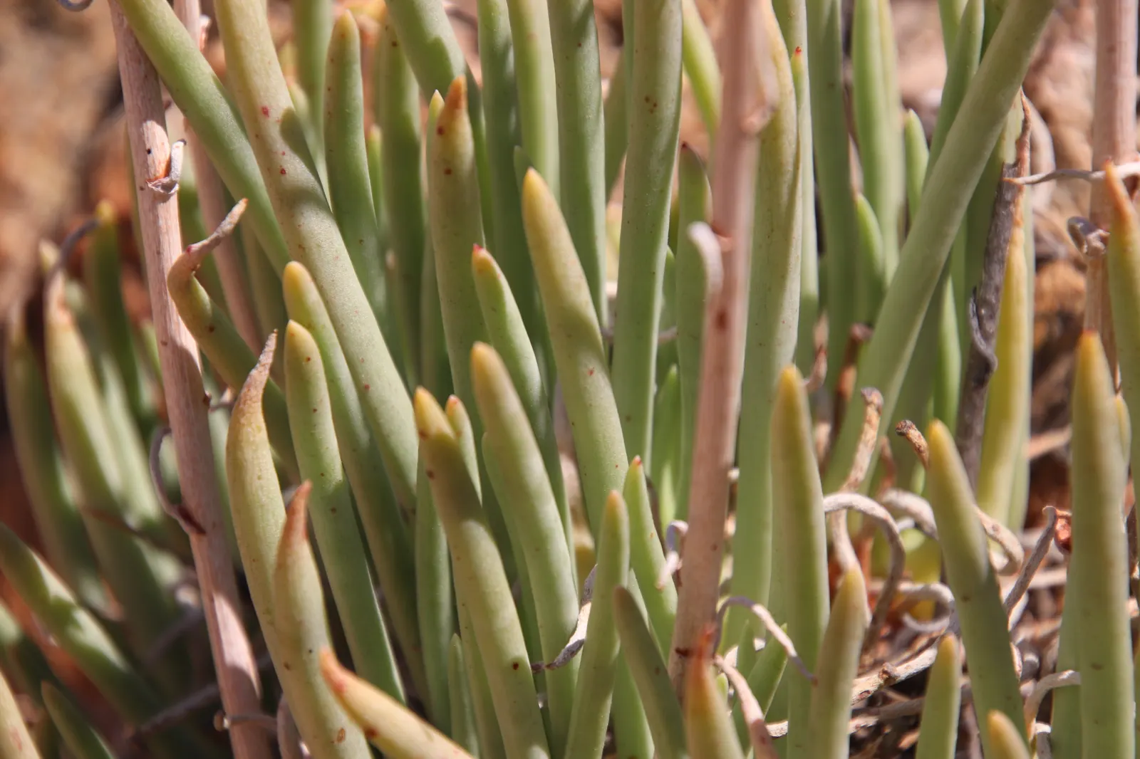 San Diego Dudleya (Dudleya Edulis) — spatulate leaves that form dense; succulent for full or half, image 66