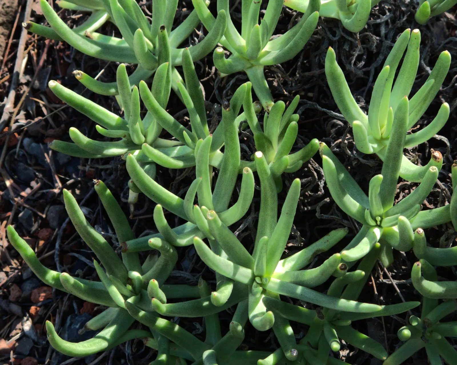San Diego Dudleya (Dudleya Edulis) — nutrient-poor soils makes it an exemplary candidate for challenging sites; thriving in USDA zones 9-11