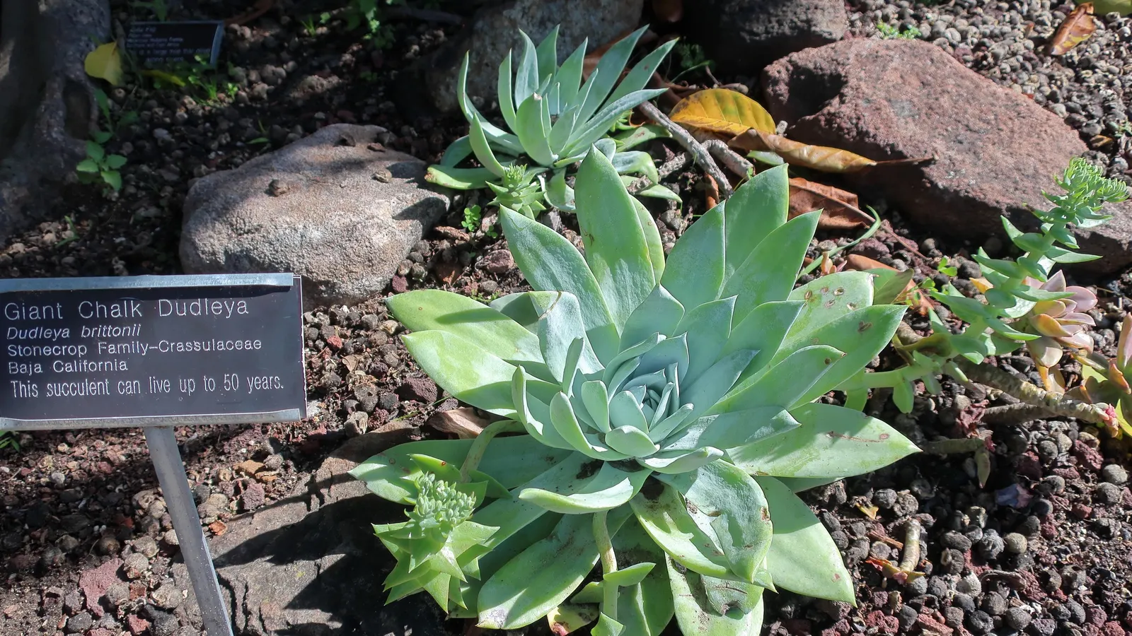 San Diego Dudleya (Dudleya Edulis) — Mature plants typically reach heights of about 4 to 8 inches