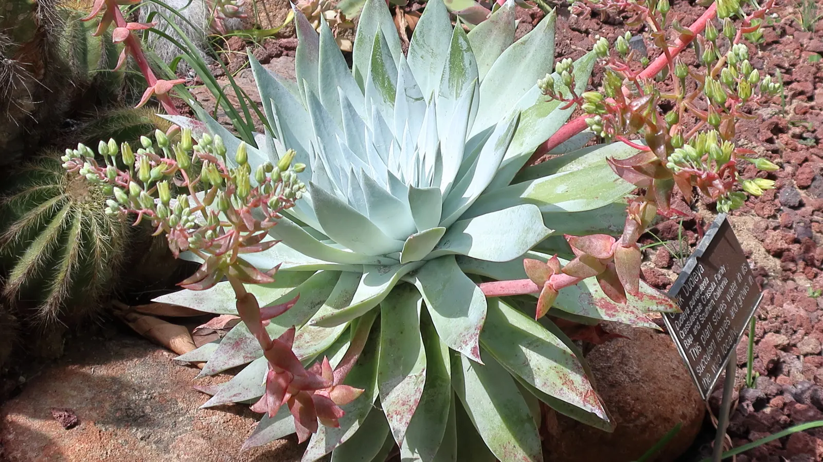 San Diego Dudleya (Dudleya Edulis) — yellow flowers in the garden