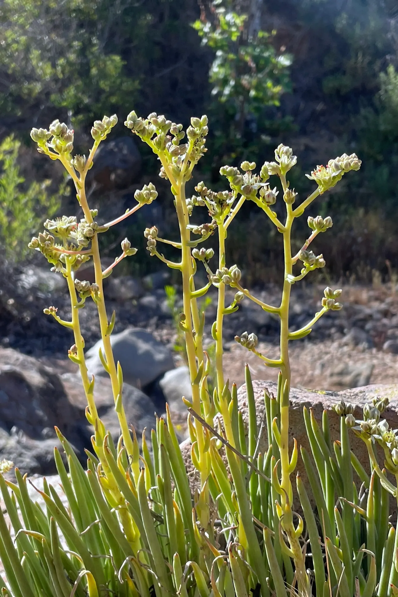 San Diego Dudleya (Dudleya Edulis) — with a rosette spread of around 6 inches; the plant's ability to cope with rocky, image 65