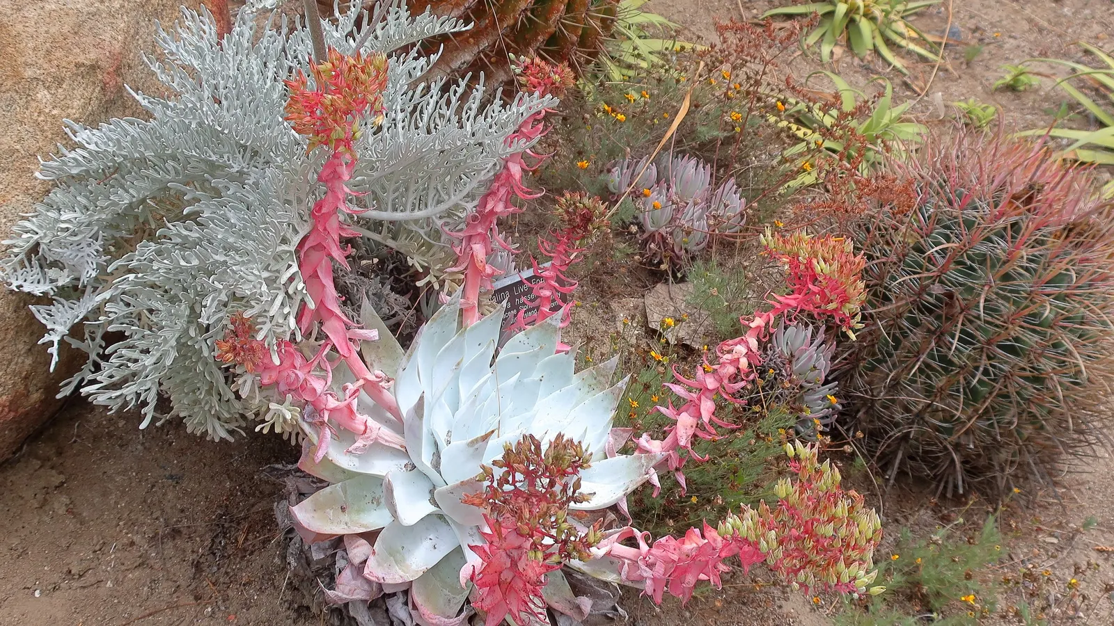 San Diego Dudleya (Dudleya Edulis) — In late spring to early summer