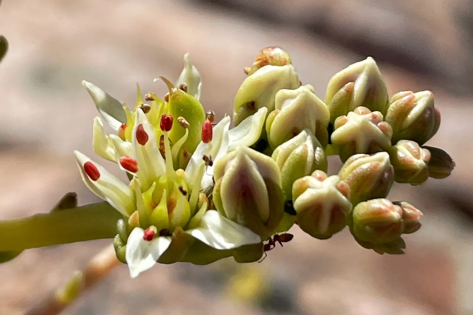 San Diego Dudleya (Dudleya Edulis) — succulent for full or half; it serves as a habitat-friendly option for attracting pollinators like bees and butterflies