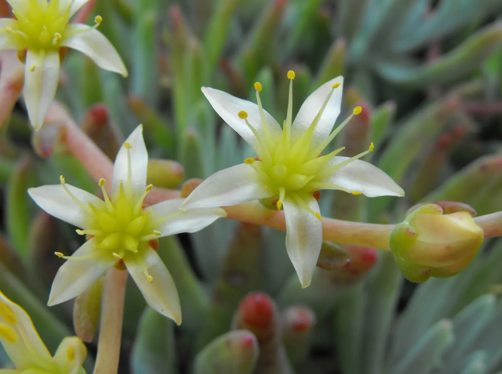 San Diego Dudleya (Dudleya Edulis) — This drought-tolerant native requires well-drained soil and thrives in full sun to partial shade; yellow flowers in the