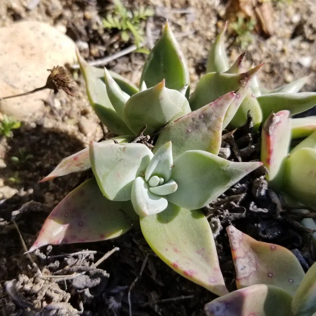 San Diego Dudleya (Dudleya Edulis) — In late spring to early summer; the San Diego Dudleya, or Dudleya edulis, is a resilient succulent perfect for xeriscaping