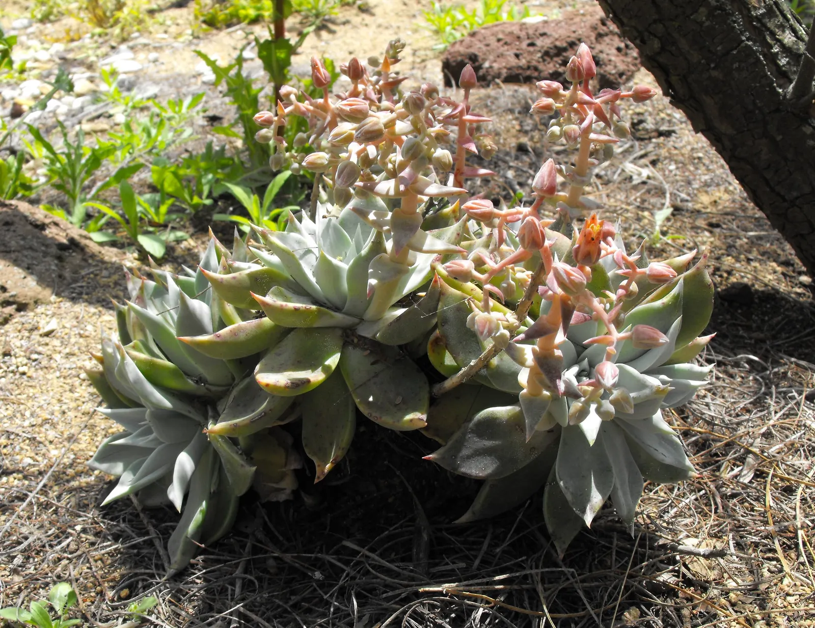 San Diego Dudleya (Dudleya Edulis) — The leaves emerge from a caudex, image 41