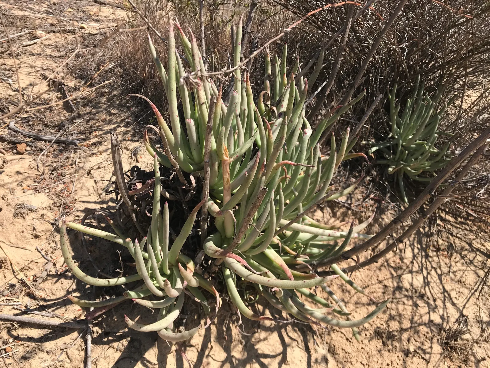 San Diego Dudleya (Dudleya Edulis) — This drought-tolerant native requires well-drained soil and thrives in full sun to partial shade