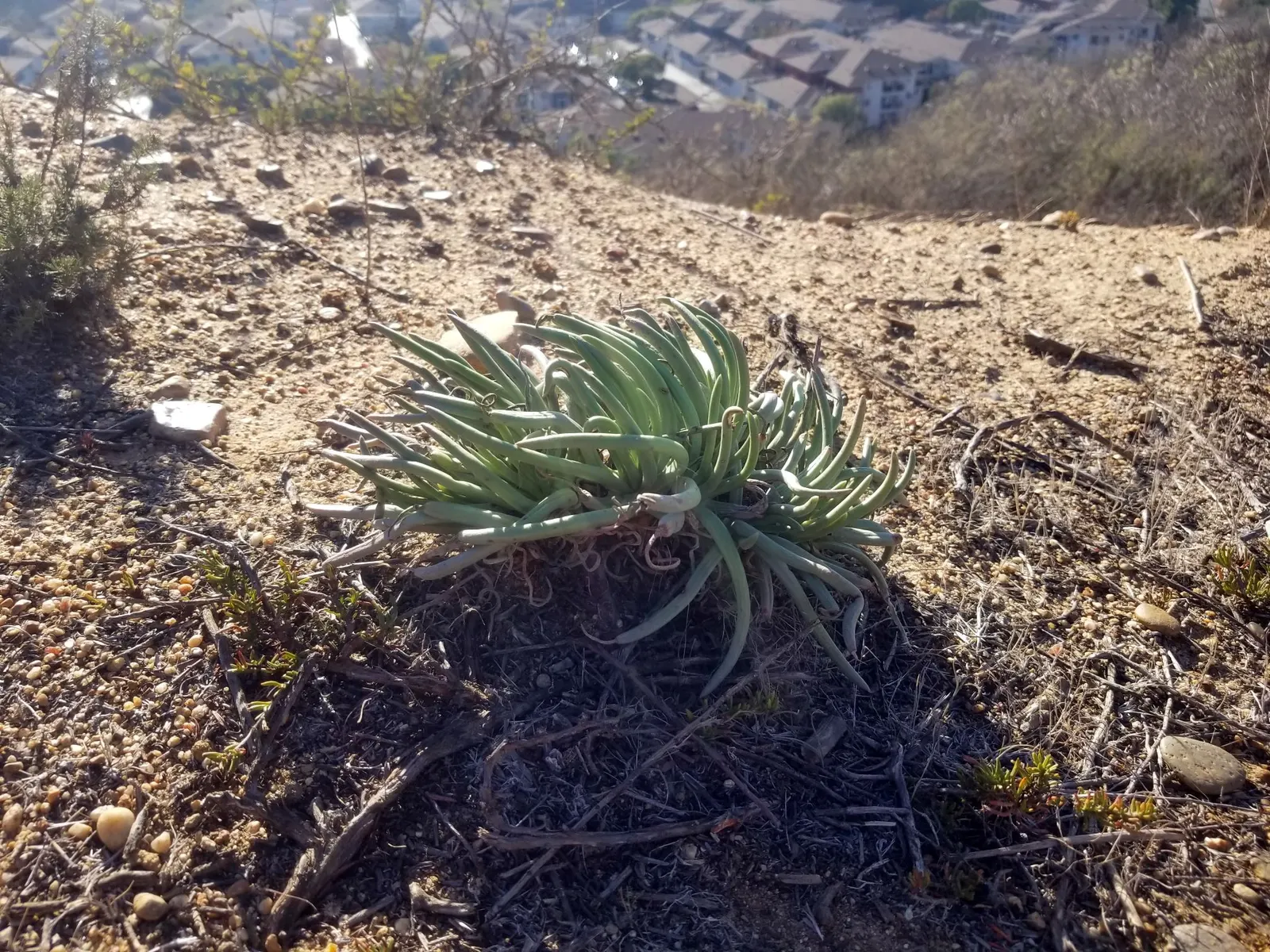San Diego Dudleya (Dudleya Edulis) — Come spring, it flaunts stems of 10 to 18 inches topped with small white flowers