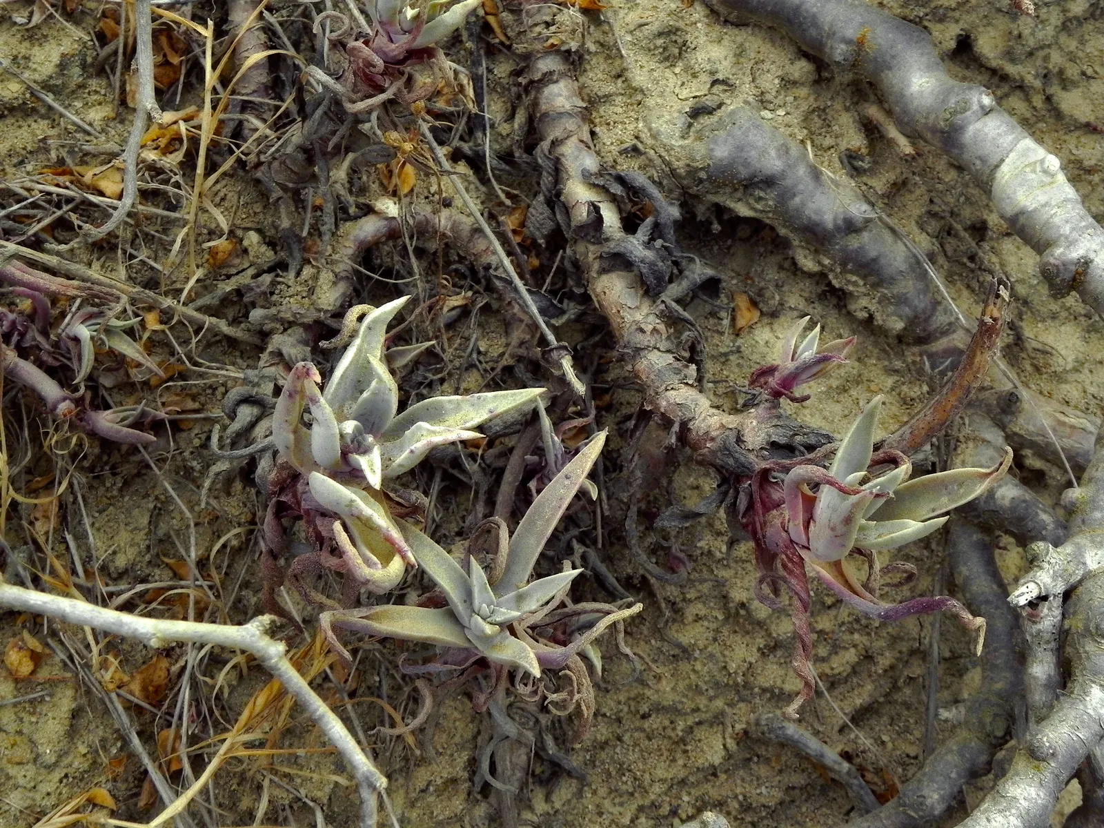 San Diego Dudleya (Dudleya Edulis) — adding an alluring contrast against the foliage.<br><br>For optimal growth; which can be prominently displayed when