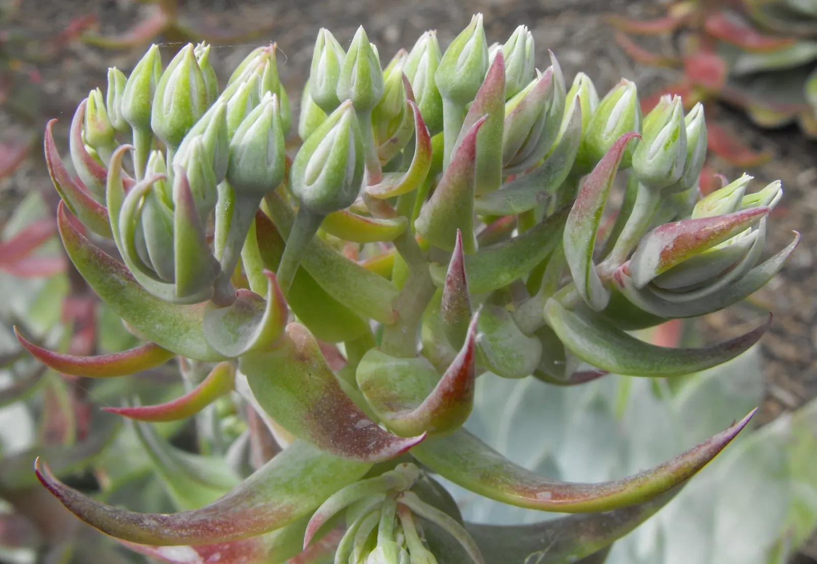 San Diego Dudleya (Dudleya Edulis) — emanating a glaucous green to pale gray appearance; scientifically dubbed Dudleya edulis