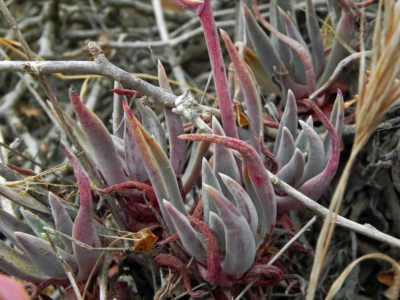 San Diego Dudleya (Dudleya Edulis) — Dudleya edulis requires a sunny exposure and well-drained soil; as well as a low maintenance addition for water-wise