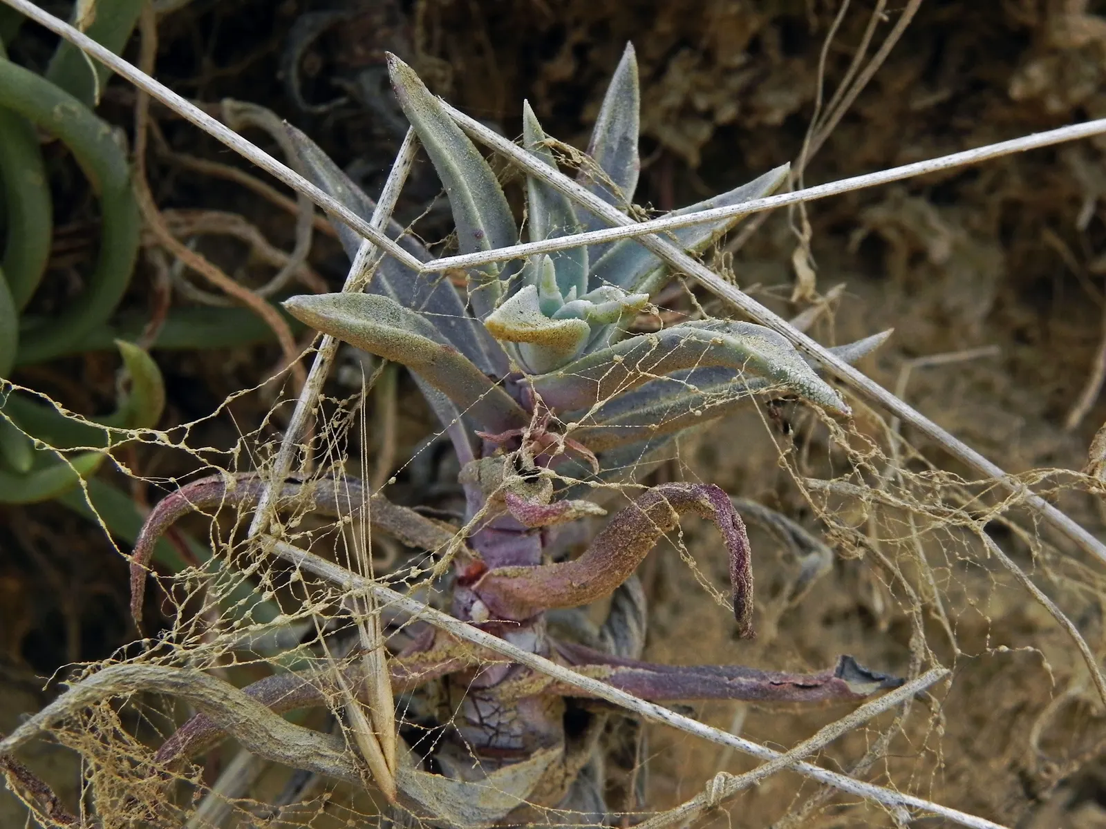 San Diego Dudleya (Dudleya Edulis) — The plant's ability to cope with rocky; its rosettes of fleshy, spoon-shaped leaves reach up to 6 inches wide