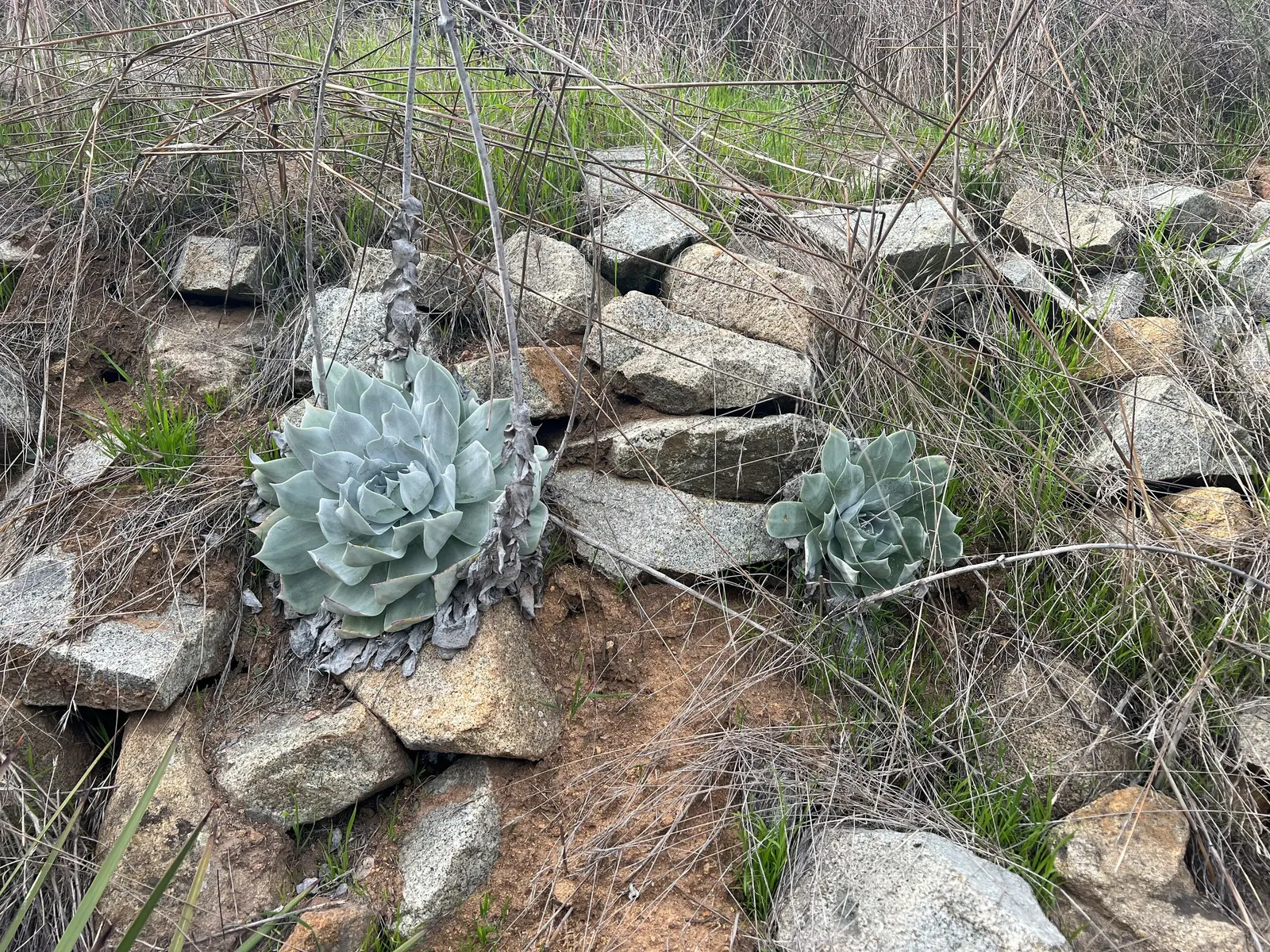 San Diego Dudleya (Dudleya Edulis) — which can be prominently displayed when planted on a slope or in well-draining containers; nutrient-poor soils makes it an