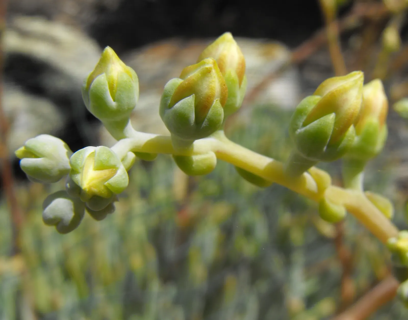 San Diego Dudleya (Dudleya Edulis) — succulent for full or half