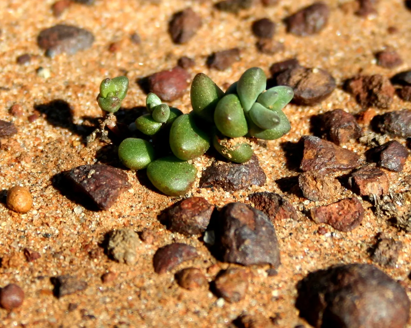 San Diego Dudleya (Dudleya Edulis) — The San Diego Dudleya, or Dudleya edulis, is a resilient succulent perfect for xeriscaping in Zones 9-11; this