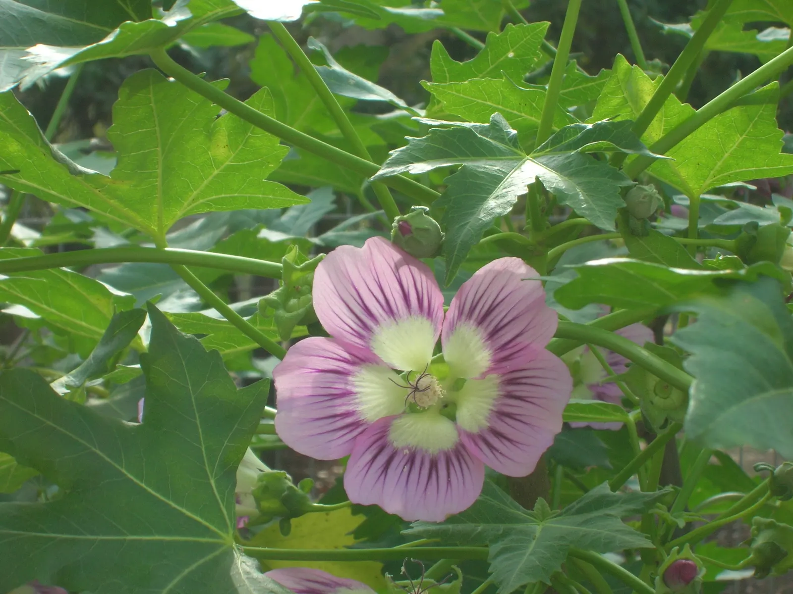Chaparral Mallow (Malacothamnus Fasciculatus) — but under optimal conditions