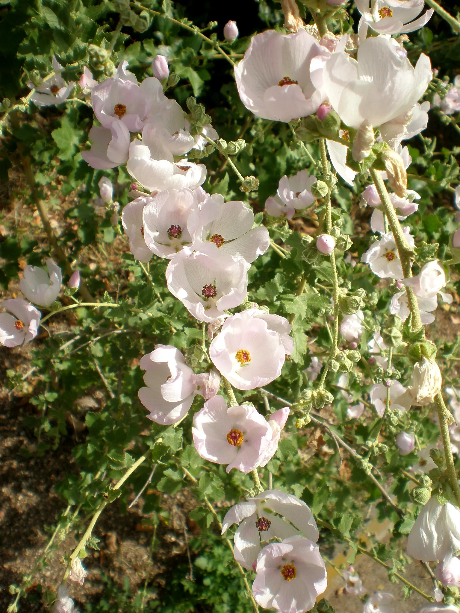 Chaparral Mallow (Malacothamnus Fasciculatus) — the Malacothamnus fasciculatus is an excellent choice for adding a native and natural feel to the design
