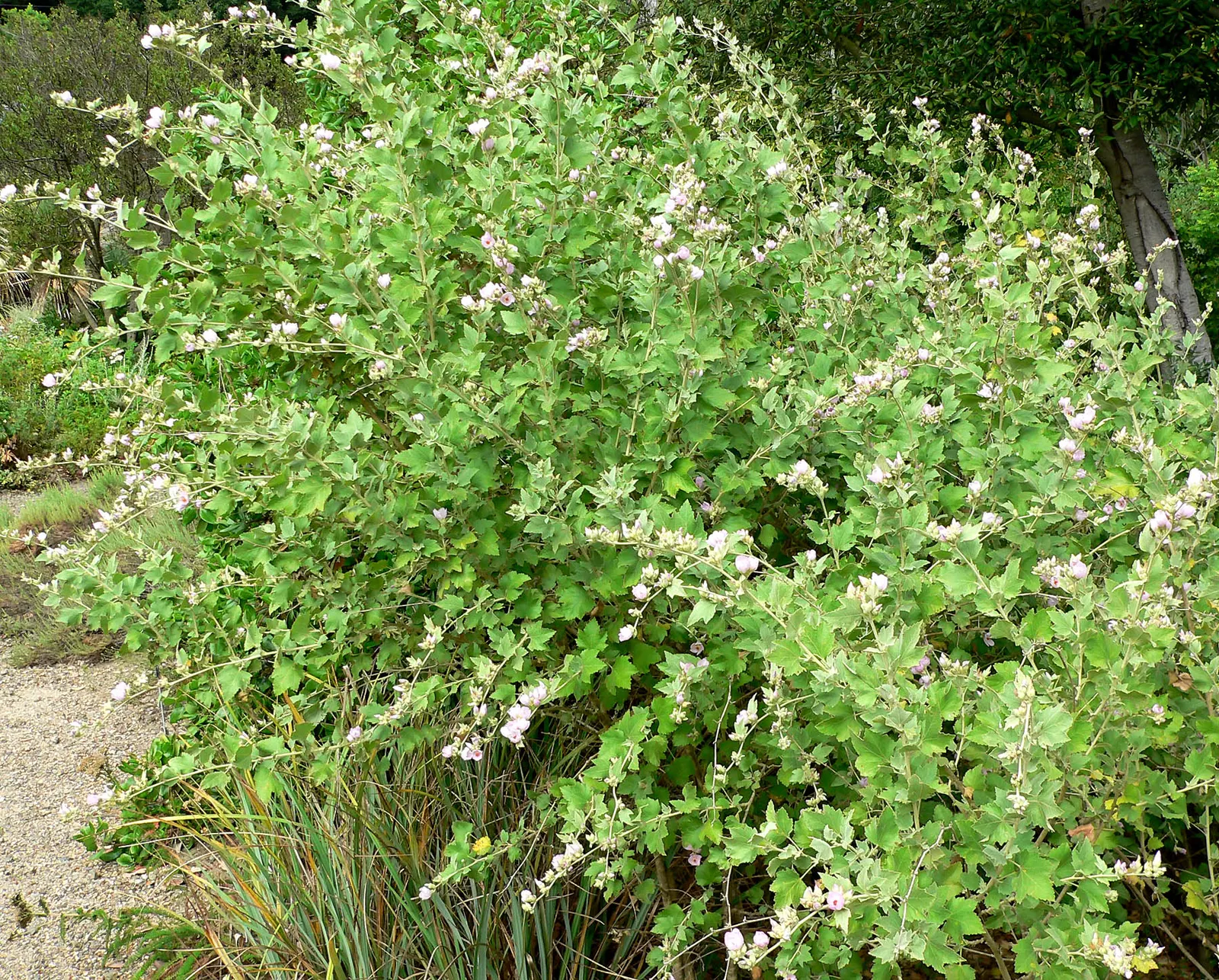 Chaparral Mallow (Malacothamnus Fasciculatus) — lavender and white flowers in the garden