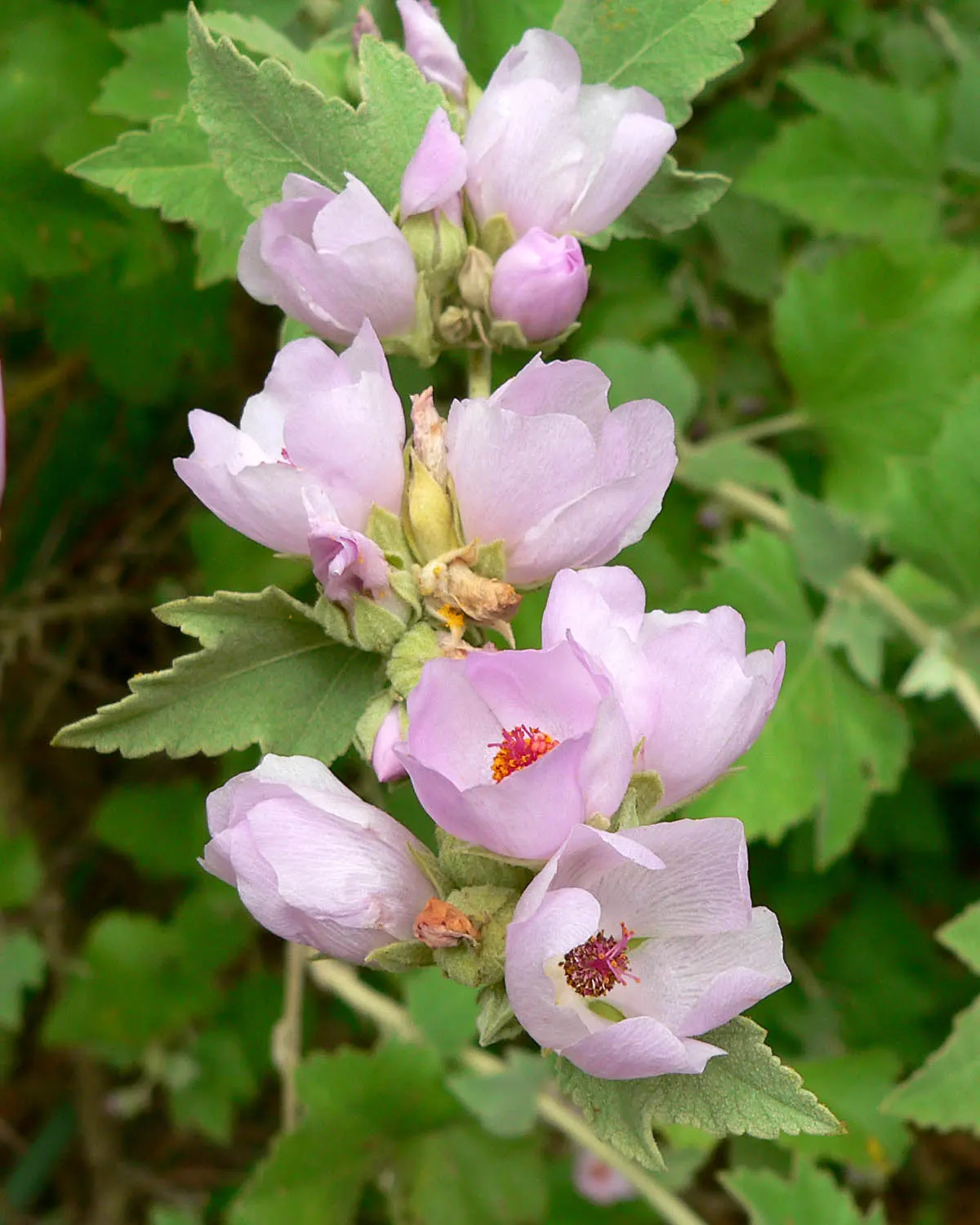 Chaparral Mallow (Malacothamnus Fasciculatus) — it provides a delicate texture