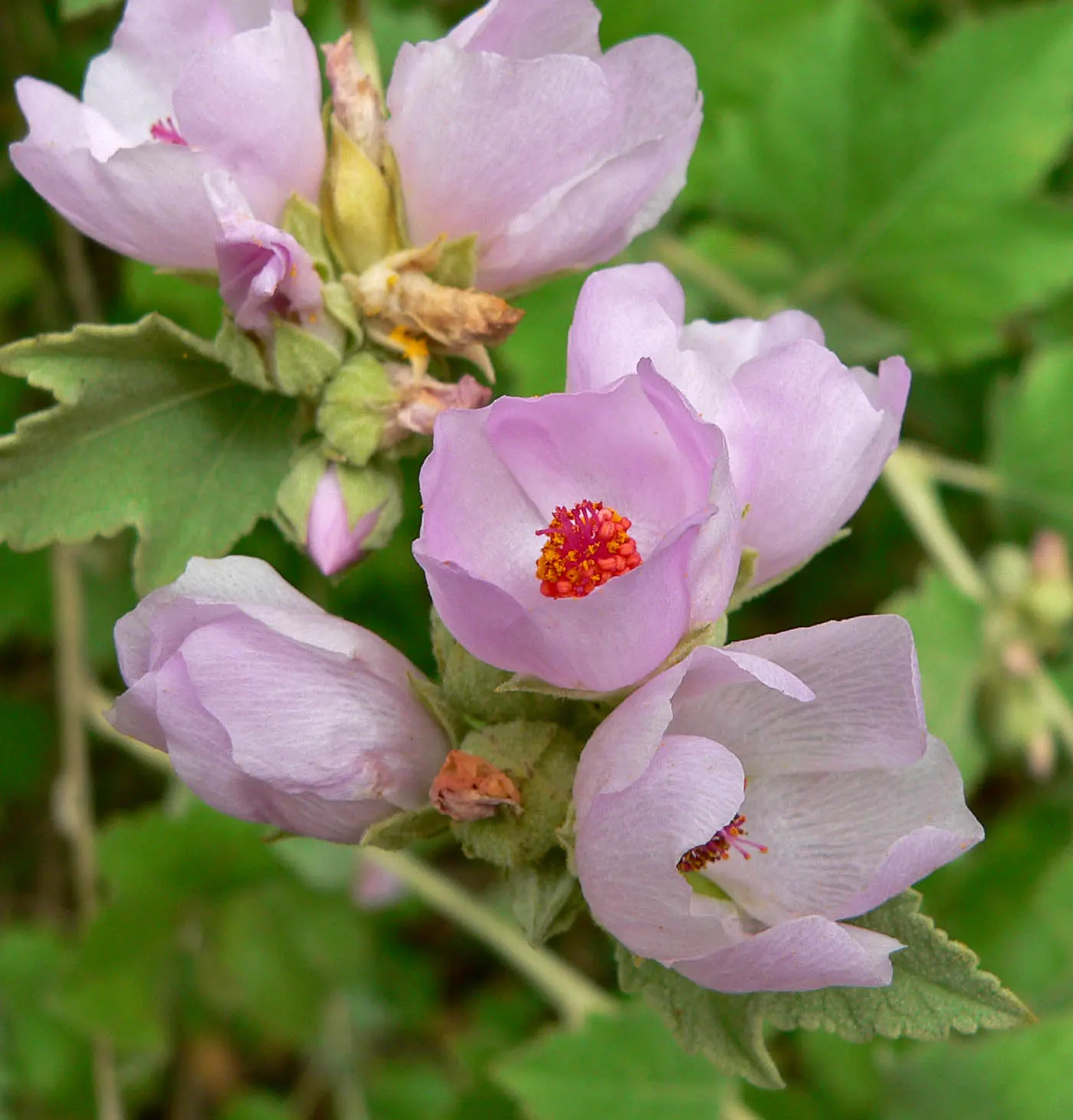 Chaparral Mallow (Malacothamnus Fasciculatus) — heart-shaped leaves and clusters of pale pink flowers in summer