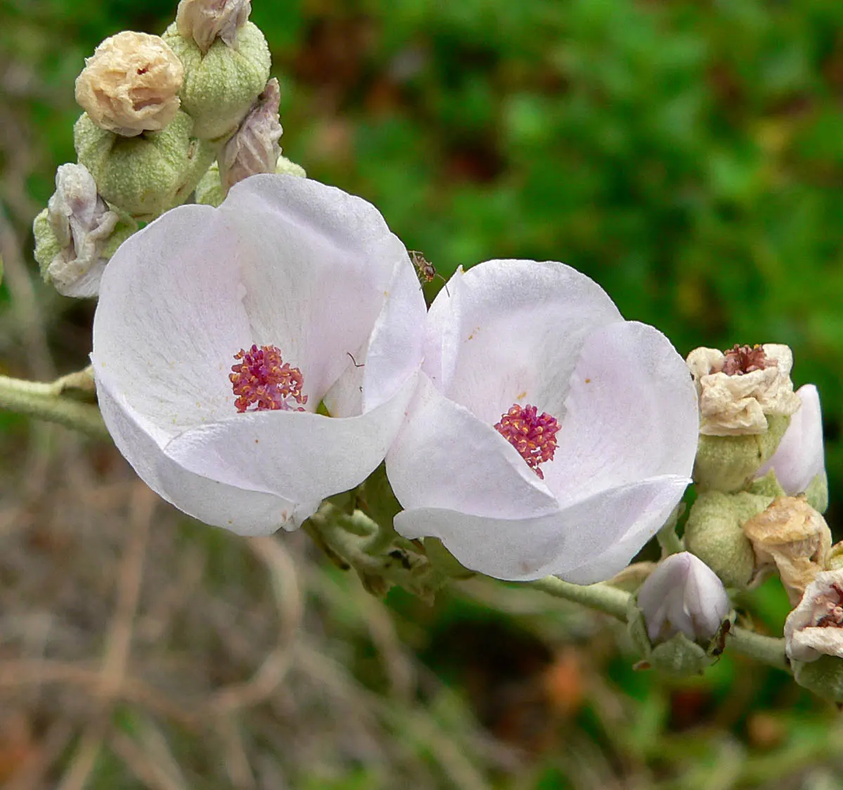 Chaparral Mallow (Malacothamnus Fasciculatus) — shrub with lavender and white blooms