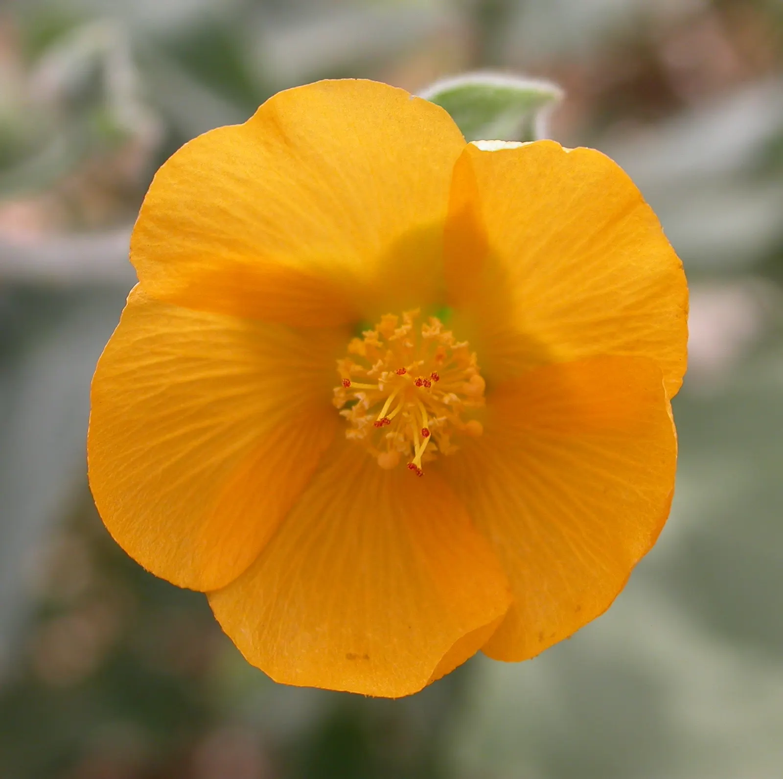 Chaparral Mallow (Malacothamnus Fasciculatus) — Chaparral Mallow (Malacothamnus fasciculatus) thrives in dry conditions, suited for USDA zones 7-10