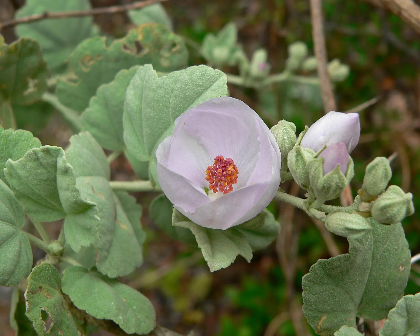 Chaparral Mallow (Malacothamnus Fasciculatus) — ideal for a low-water landscape