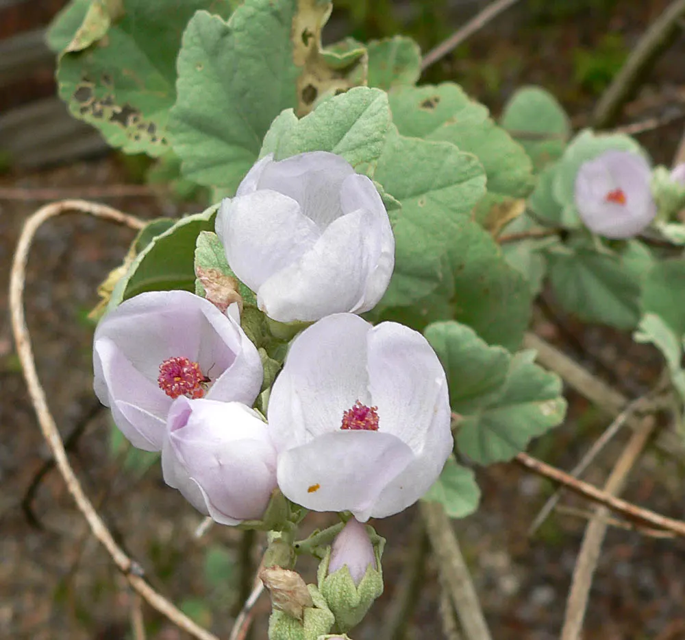 Chaparral Mallow (Malacothamnus Fasciculatus) — <br><br>Adaptable to a variety of soil types