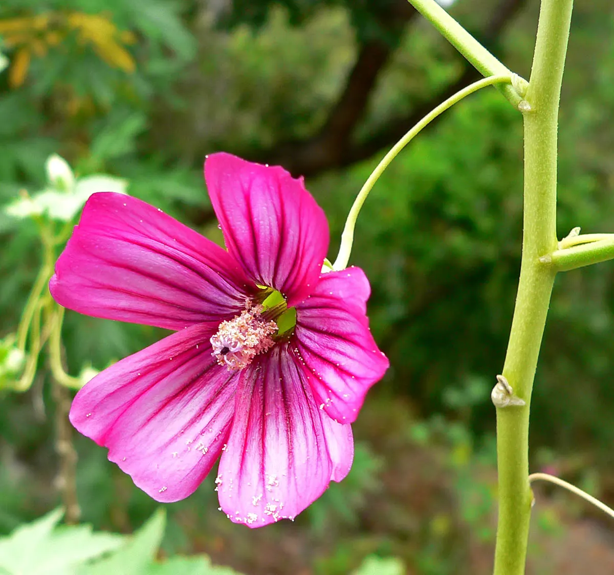 Chaparral Mallow (Malacothamnus Fasciculatus) — Chaparral Mallow prefers well-drained soils and once established