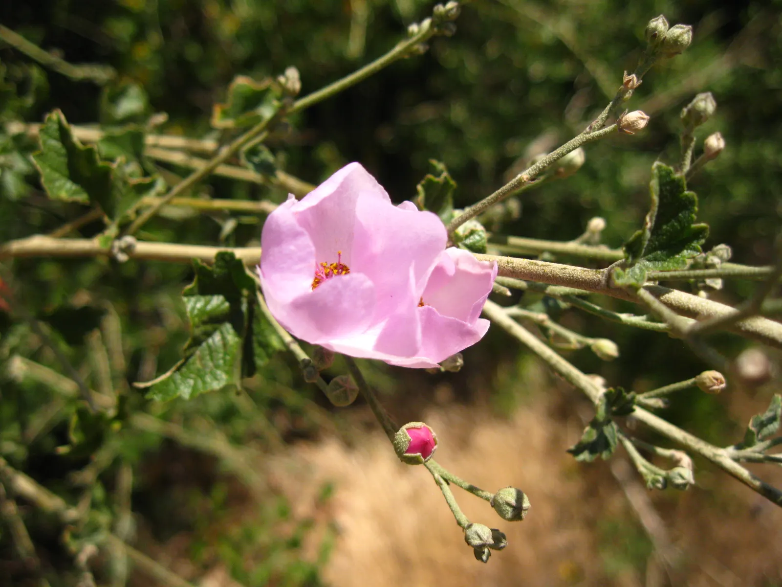 Chaparral Mallow (Malacothamnus Fasciculatus) — shrub for full