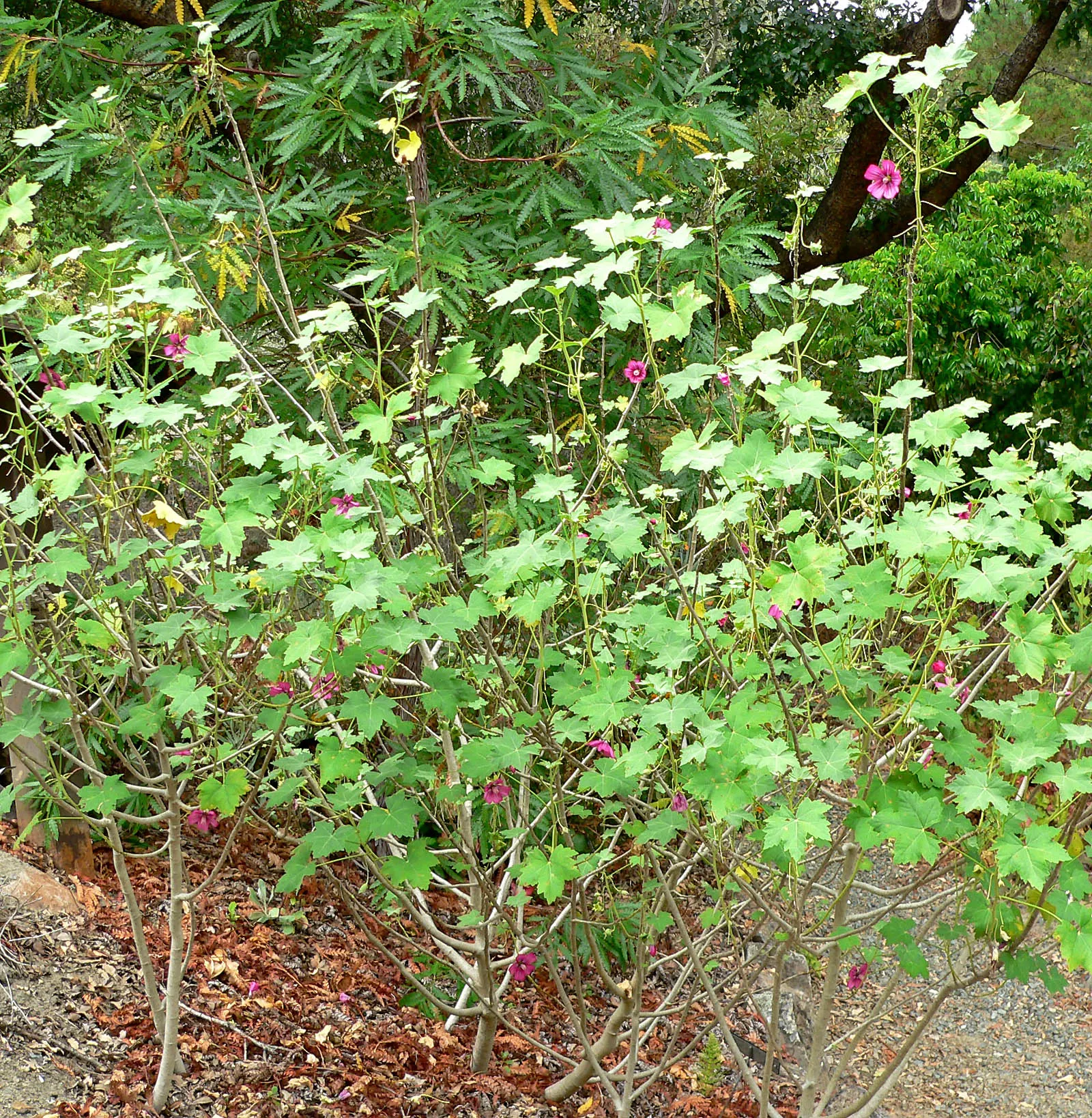 Chaparral Mallow (Malacothamnus Fasciculatus) — Its gray-green foliage is finely textured, adding a soft contrast to the garden throughout the growing season