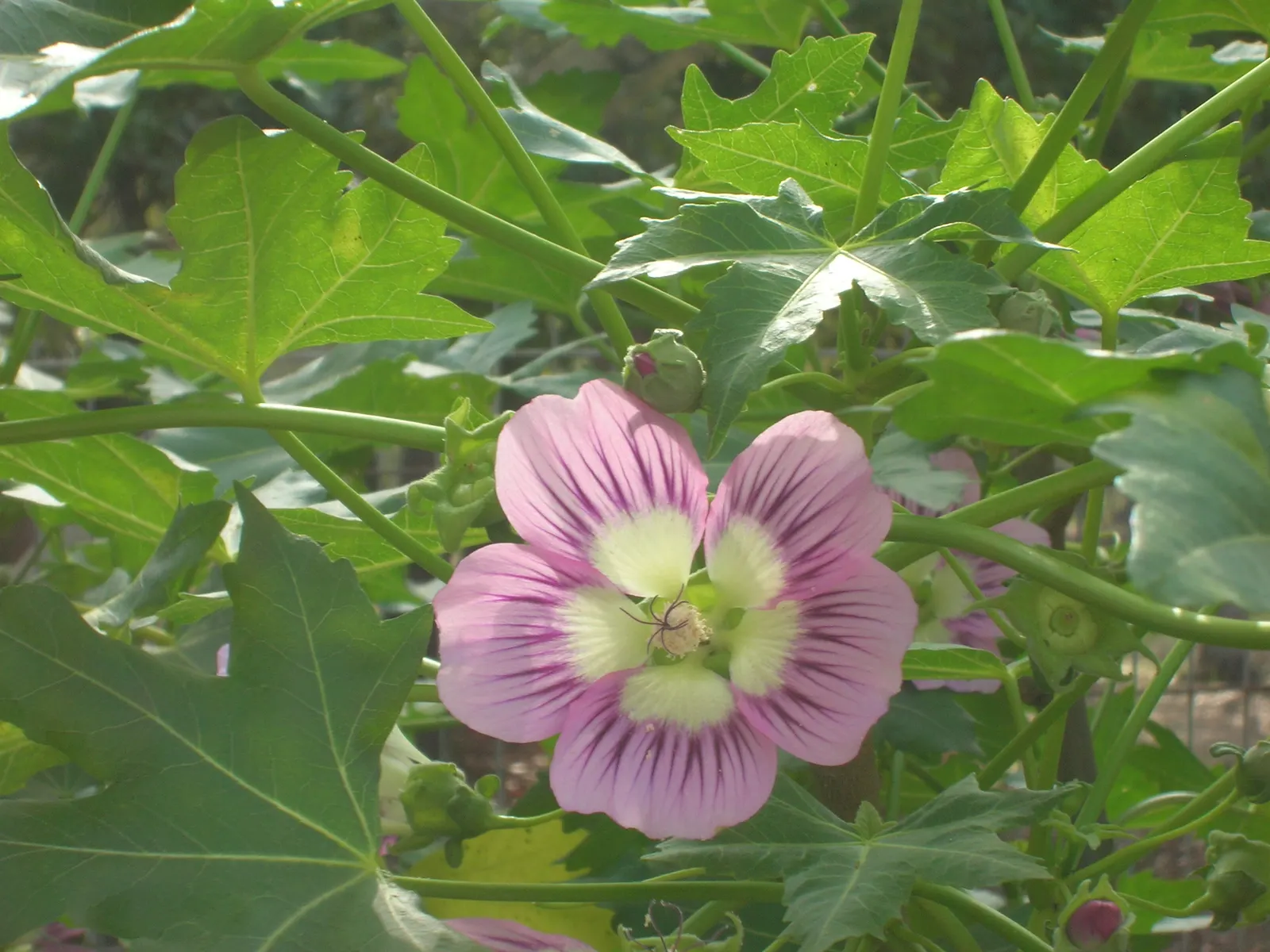 Chaparral Mallow (Malacothamnus Fasciculatus) — commonly referred to as the Chaparral Mallow