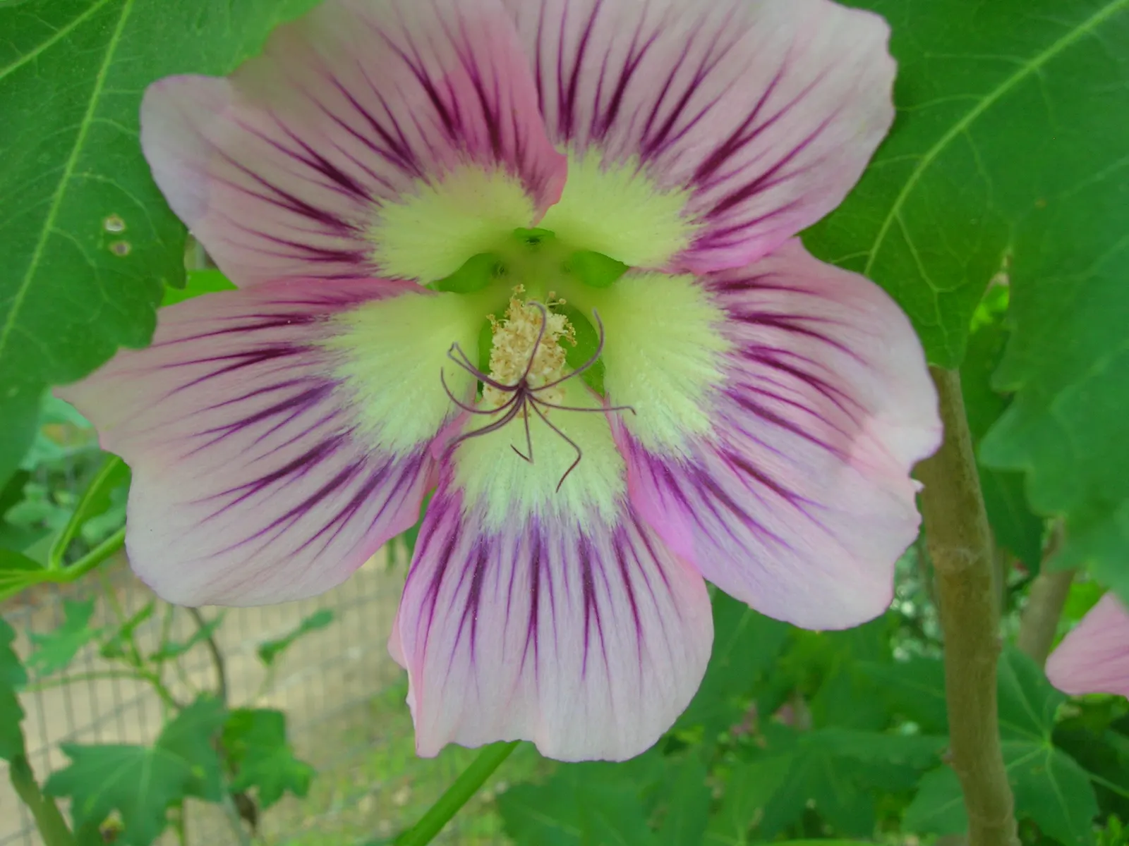 Chaparral Mallow (Malacothamnus Fasciculatus) — is a resilient and decorative shrub native to California's chaparral and woodland ecosystems