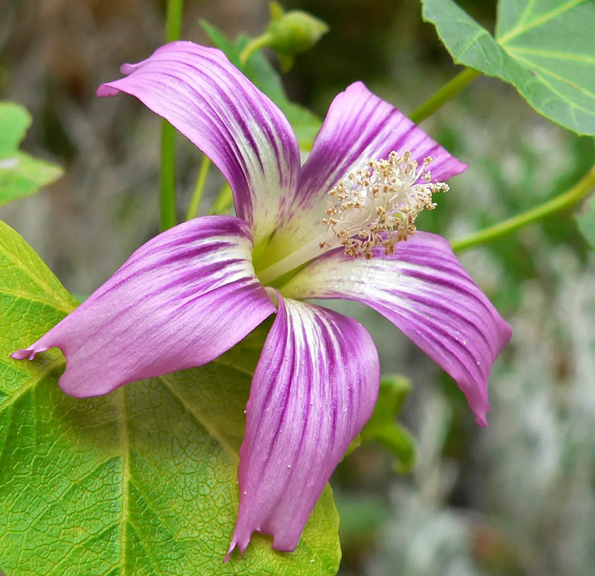 Chaparral Mallow (Malacothamnus Fasciculatus) — making it a smart choice for water-wise gardens