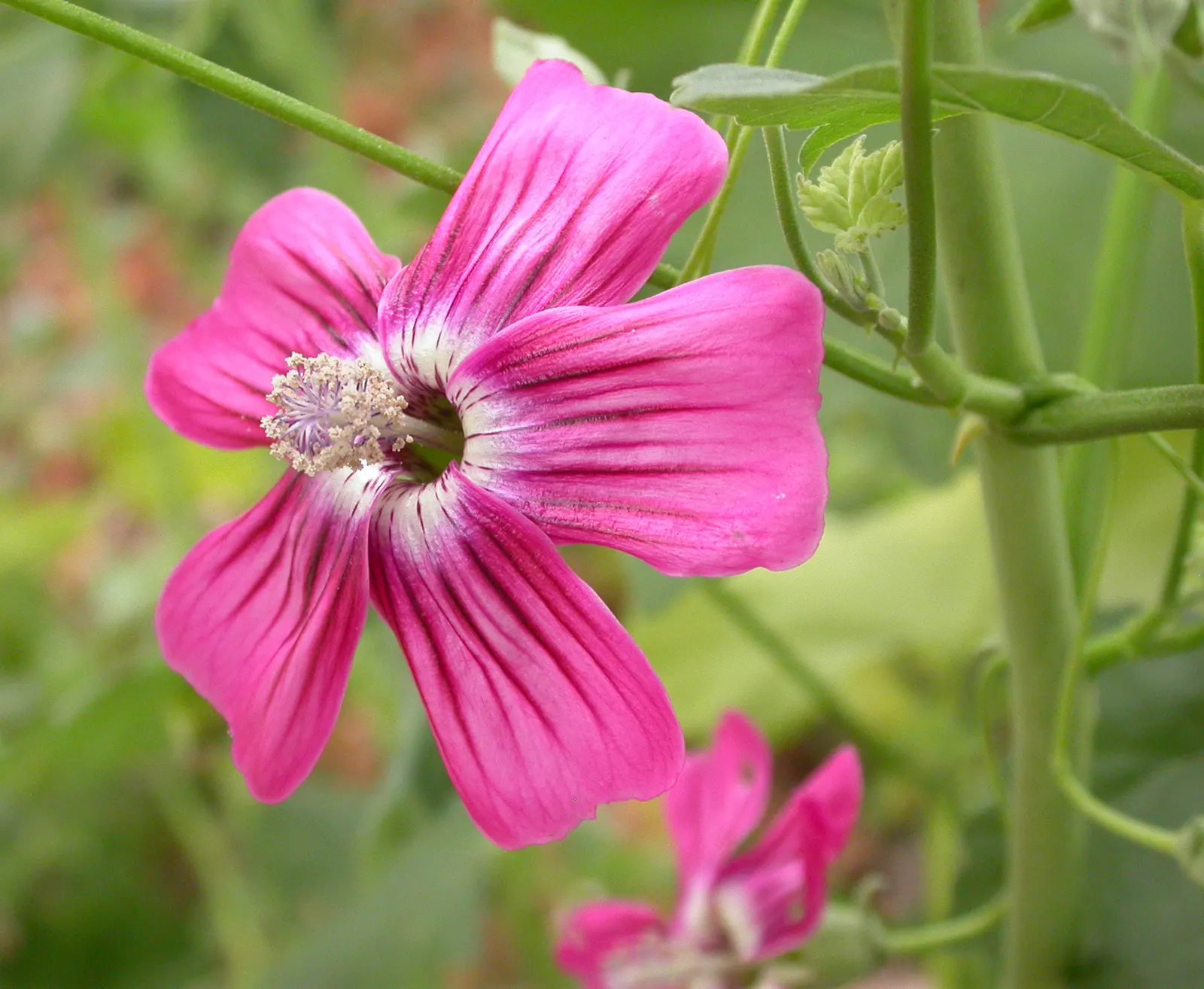 Chaparral Mallow (Malacothamnus Fasciculatus) — This deciduous plant thrives in USDA zones 7 through 10 and is well-adapted to full sun exposure