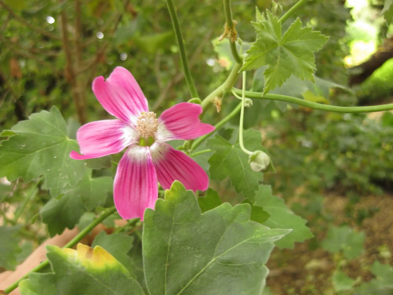Chaparral Mallow (Malacothamnus Fasciculatus) — Chaparral Mallow typically reaches a mature height of 3 to 6 feet with a similar spread