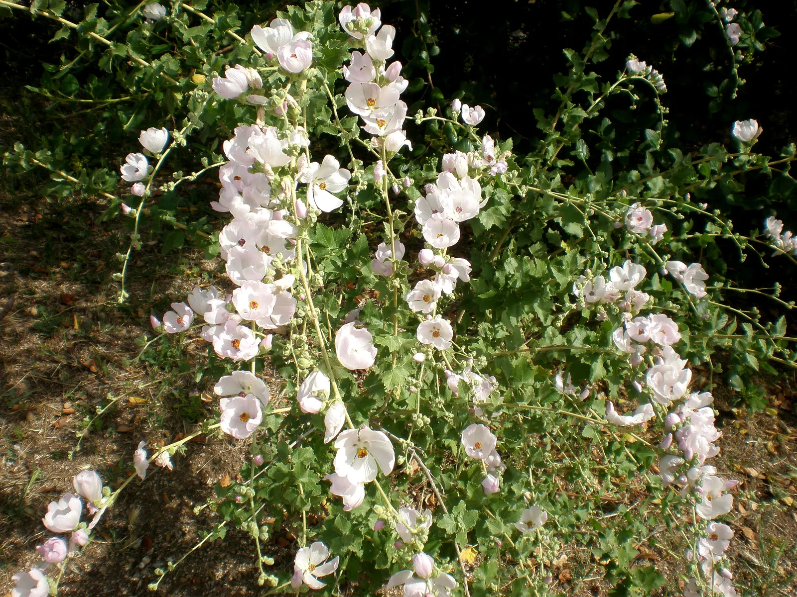 Chaparral Mallow (Malacothamnus Fasciculatus) — it ensures a charming and dynamic element that requires little care yet supports local wildlife