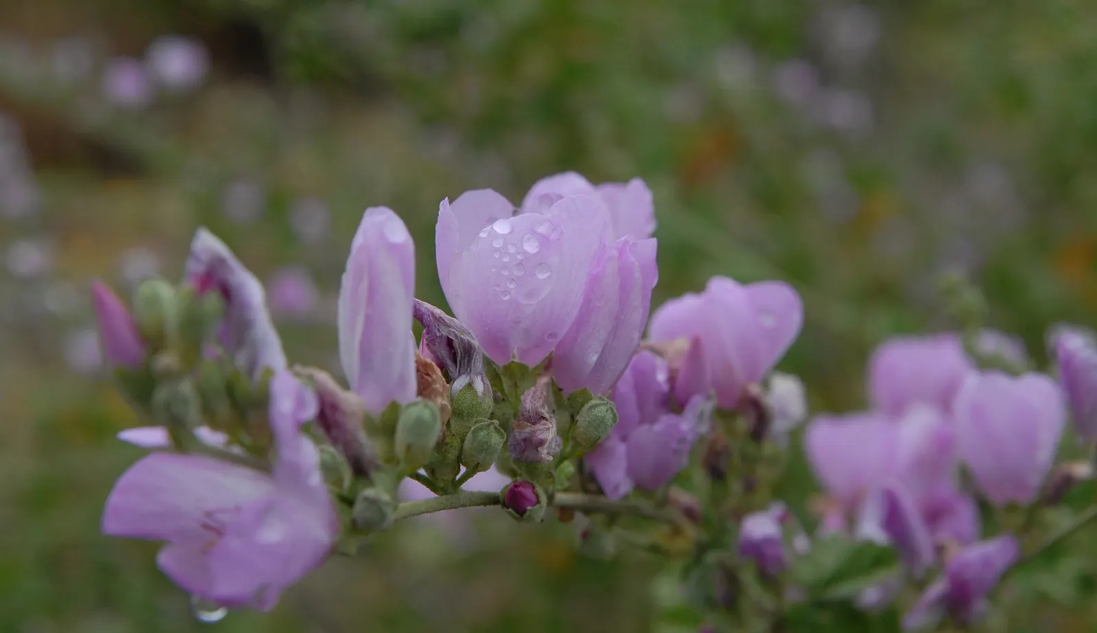 Chaparral Mallow (Malacothamnus Fasciculatus) — offering a splash of color and a haven for pollinators like bees and hummingbirds