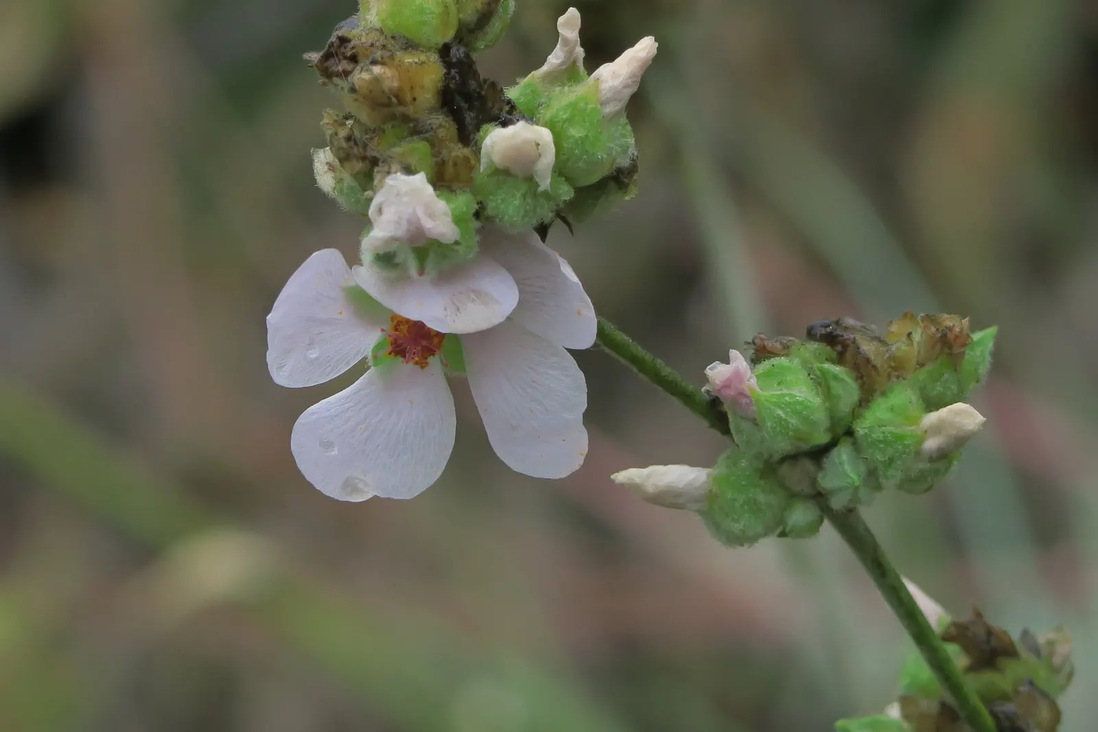 Chaparral Mallow (Malacothamnus Fasciculatus) — which bloom profusely from late spring through summer