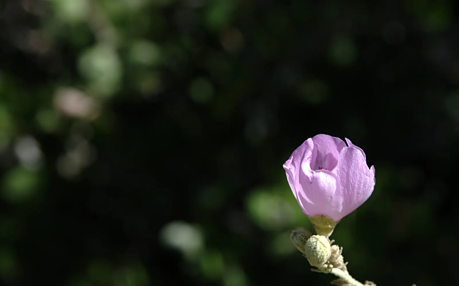 Chaparral Mallow (Malacothamnus Fasciculatus) — although it can tolerate partial shade
