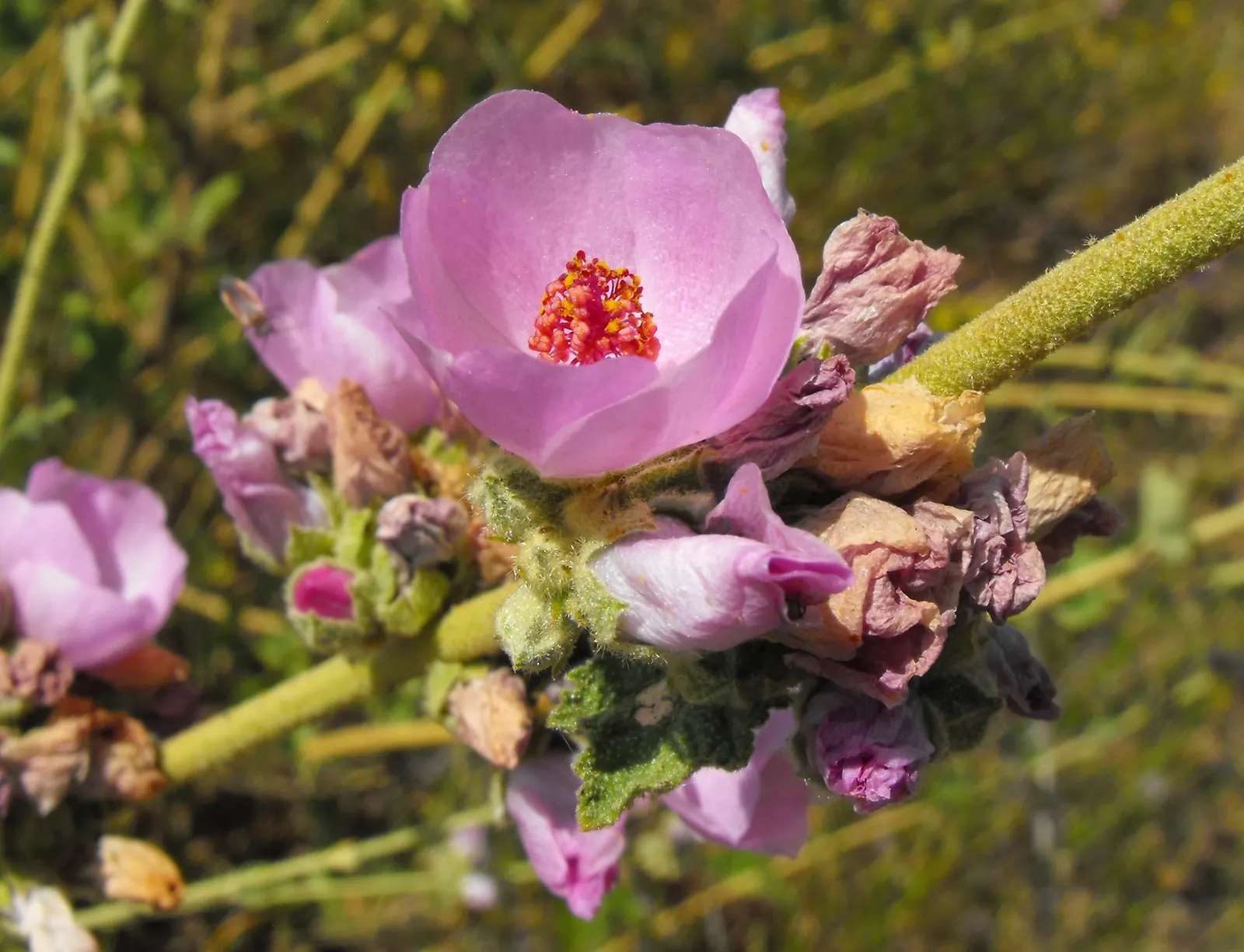 Chaparral Mallow (Malacothamnus Fasciculatus) — it requires minimal maintenance and is drought-tolerant once established