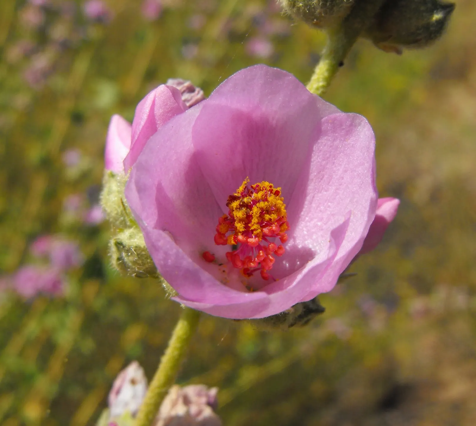 Chaparral Mallow (Malacothamnus Fasciculatus) — Attracts pollinators, enhancing garden biodiversity