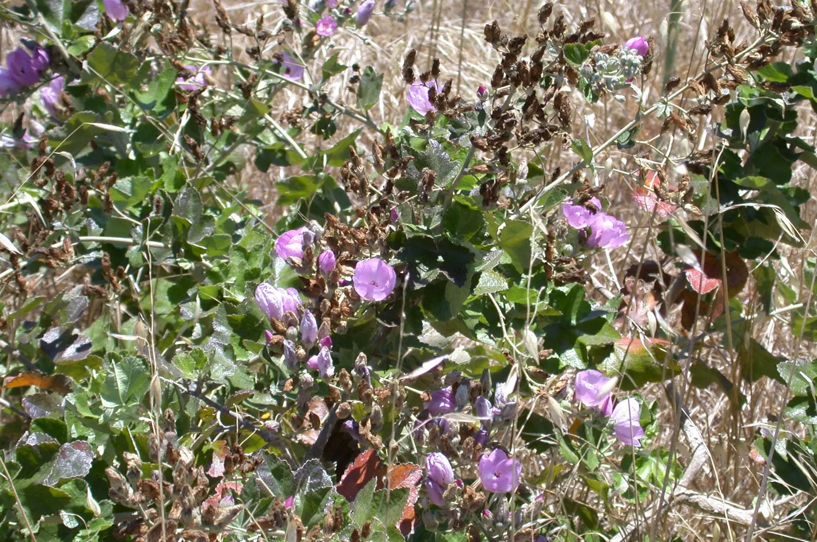 Chaparral Mallow (Malacothamnus Fasciculatus) — This deciduous shrub reaches up to 8 feet tall with a similar spread