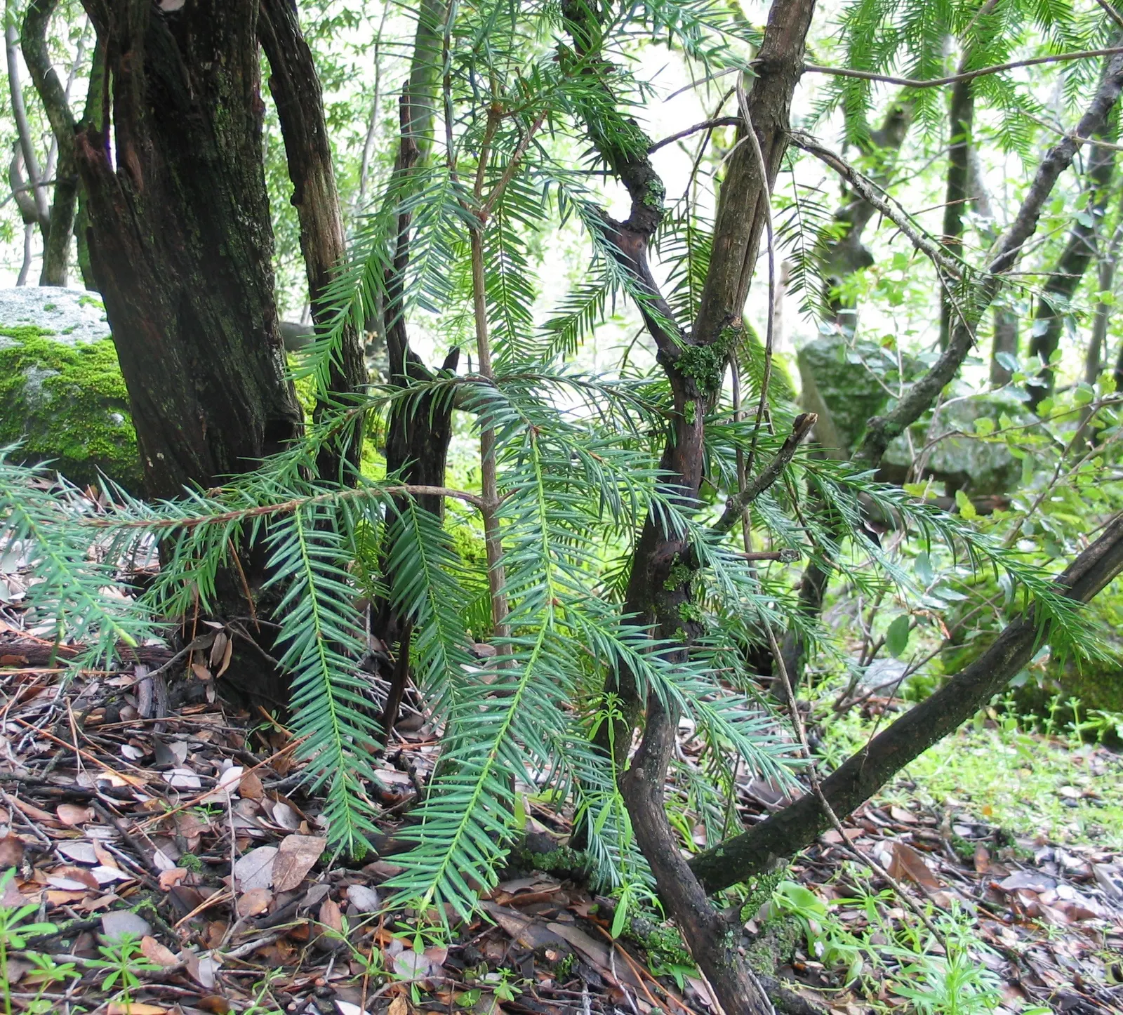 California Nutmeg (Torreya Californica) — yet low-maintenance addition to their landscape; while the California Nutmeg is slow-growing