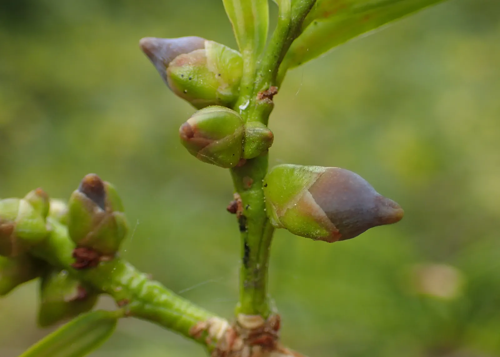 California Nutmeg (Torreya Californica) — ranging from 1 to 1.5 inches long; consider its requirements for well-drained soil and part to full shade exposure