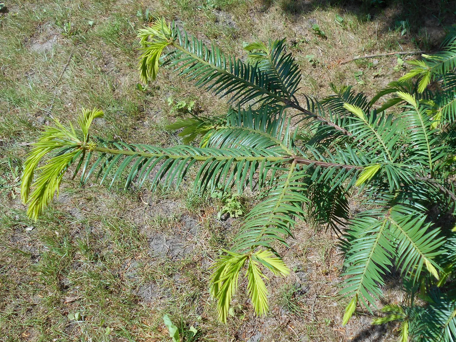 California Nutmeg (Torreya Californica) — ranging from 1 to 1.5 inches long