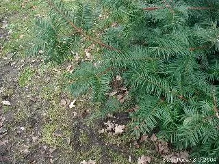 California Nutmeg (Torreya Californica) — Its slow growth and conical form make it ideal for focal points in shade gardens; when incorporating, image 50