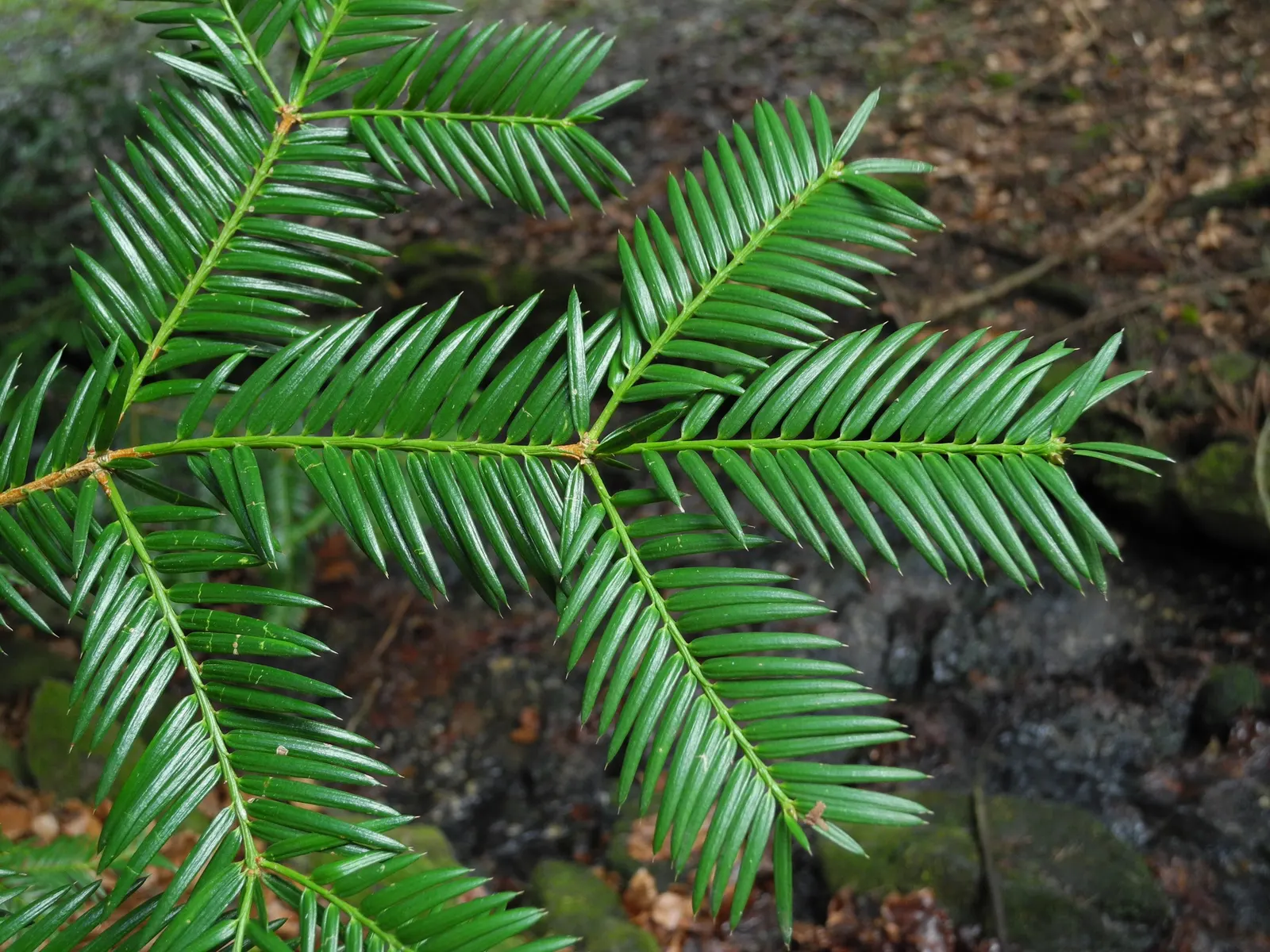 California Nutmeg (Torreya Californica) — Prefers moist, well-drained soil and partial shade; these needles carry a striking arrangement along the stems